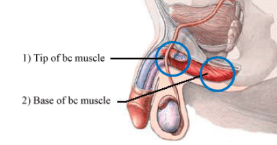 BC筋はペニスの根元。睾丸の上部に存在する筋肉で、勃起力に強く関係性があります。