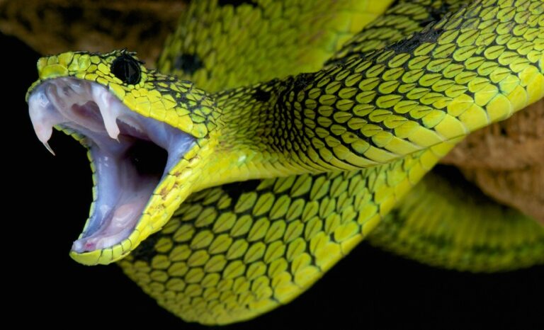 蛇の口